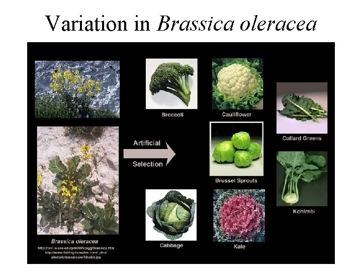 Variation in Brassica oleracea 