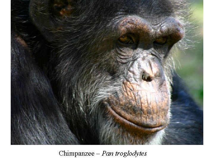 Chimpanzee – Pan troglodytes 