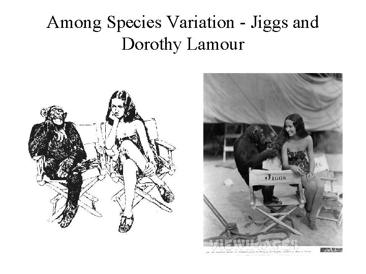 Among Species Variation - Jiggs and Dorothy Lamour 