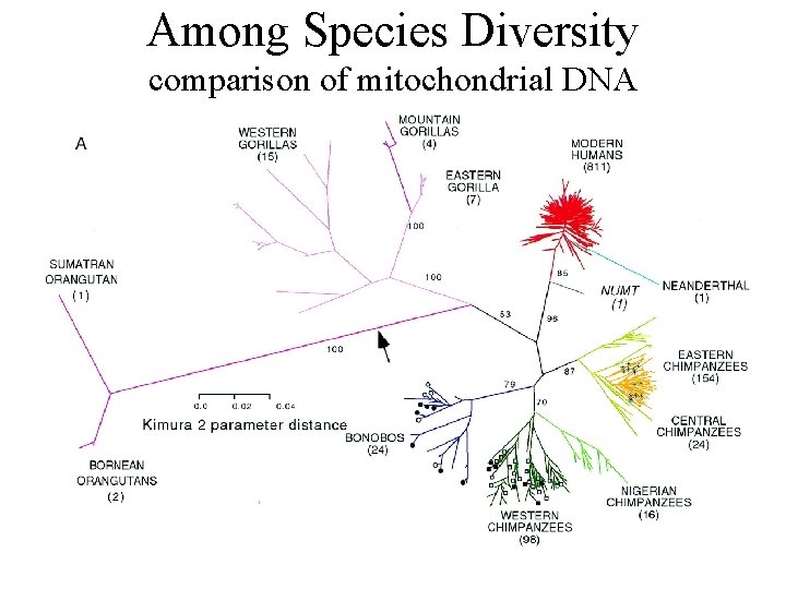Among Species Diversity comparison of mitochondrial DNA 