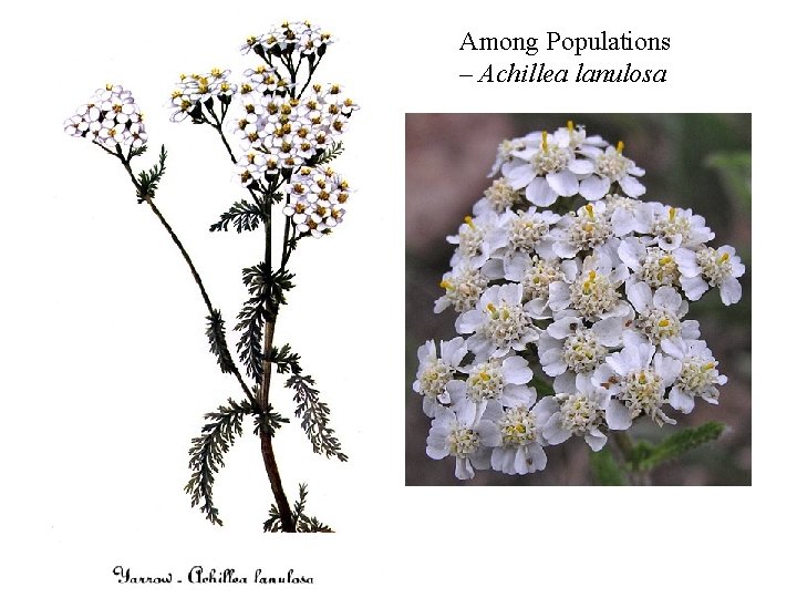 Among Populations – Achillea lanulosa 