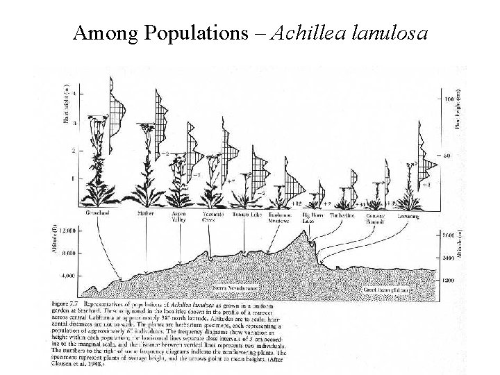 Among Populations – Achillea lanulosa 