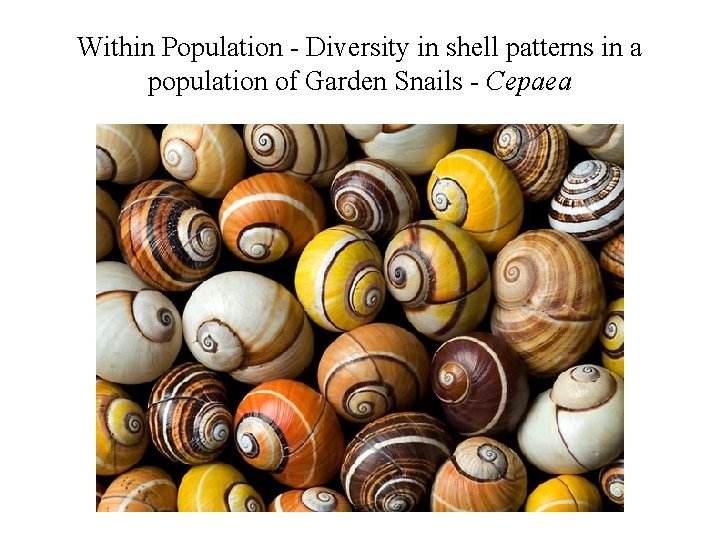 Within Population - Diversity in shell patterns in a population of Garden Snails -