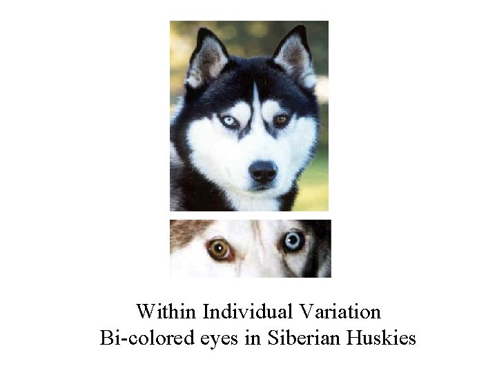 Within Individual Variation Bi-colored eyes in Siberian Huskies 