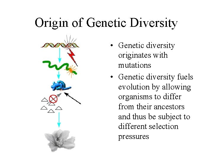 Origin of Genetic Diversity • Genetic diversity originates with mutations • Genetic diversity fuels