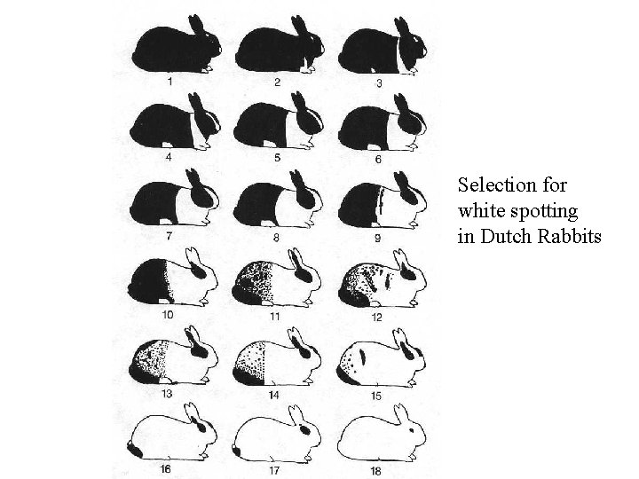 Selection for white spotting in Dutch Rabbits 