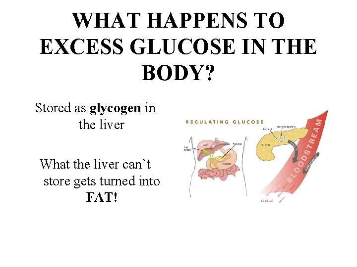 WHAT HAPPENS TO EXCESS GLUCOSE IN THE BODY? Stored as glycogen in the liver
