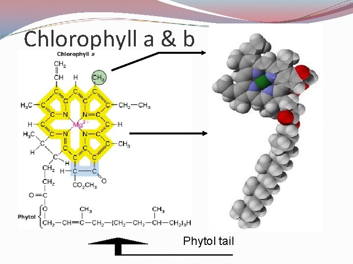 Chlorophyll a & b • Chl a has a methyl group • Chl b