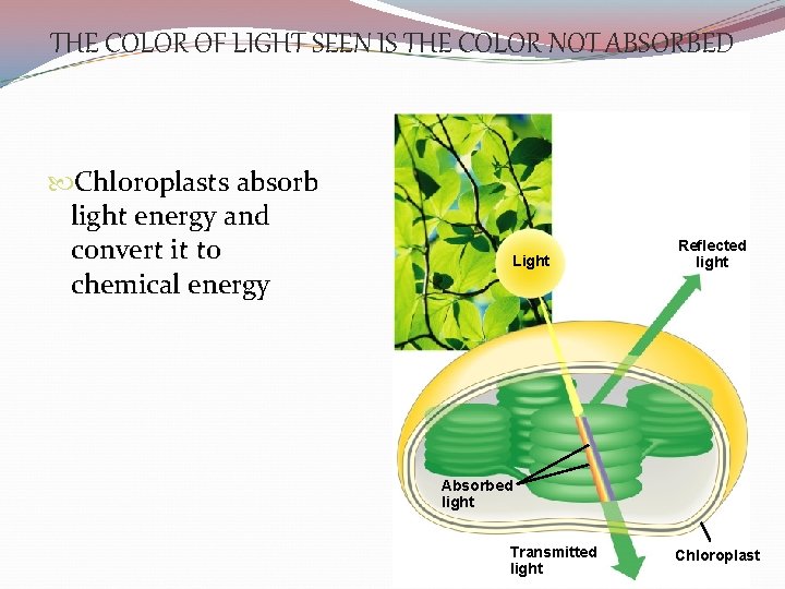 THE COLOR OF LIGHT SEEN IS THE COLOR NOT ABSORBED Chloroplasts absorb light energy
