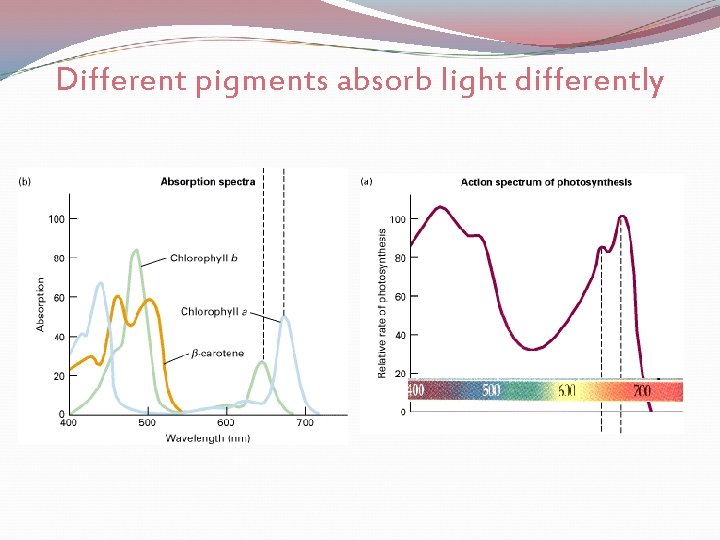 Different pigments absorb light differently 