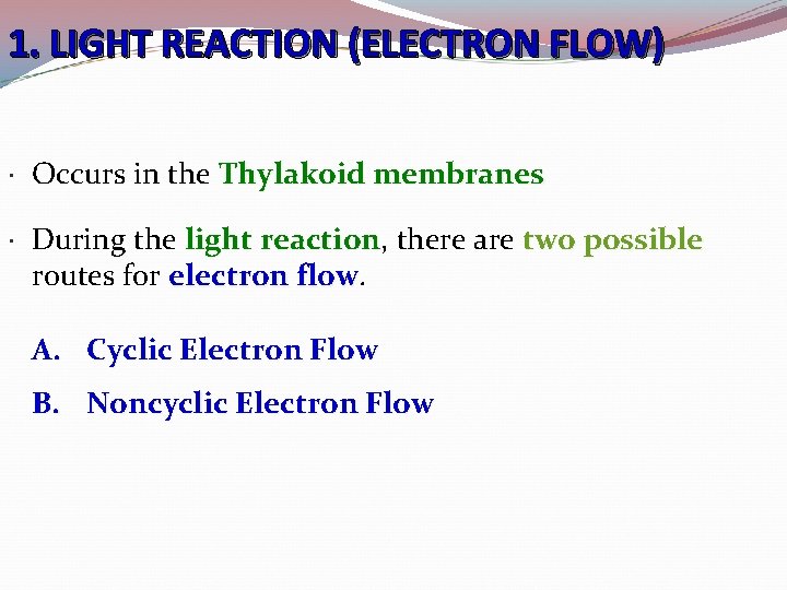 1. LIGHT REACTION (ELECTRON FLOW) Occurs in the Thylakoid membranes During the light reaction,