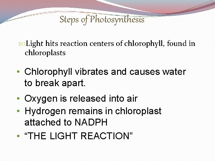 Steps of Photosynthesis Light hits reaction centers of chlorophyll, found in chloroplasts • Chlorophyll