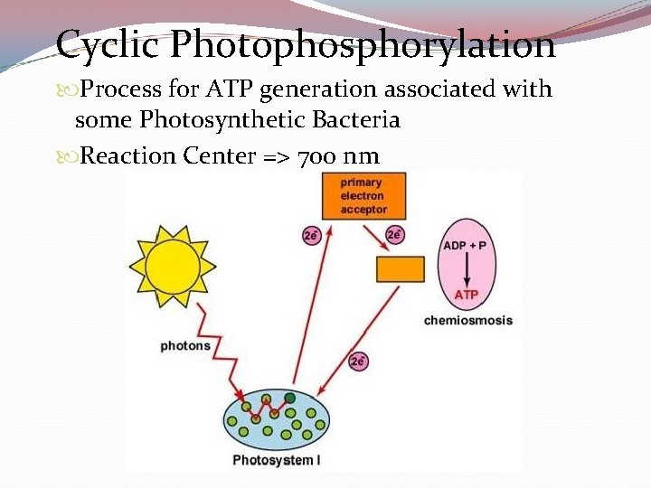 Cyclic Photophosphorylation Process for ATP generation associated with some Photosynthetic Bacteria Reaction Center =>