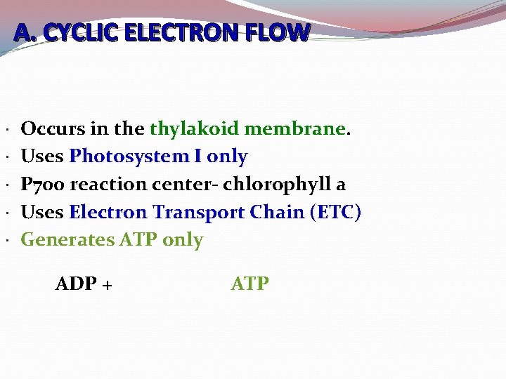 A. CYCLIC ELECTRON FLOW Occurs in the thylakoid membrane Uses Photosystem I only P