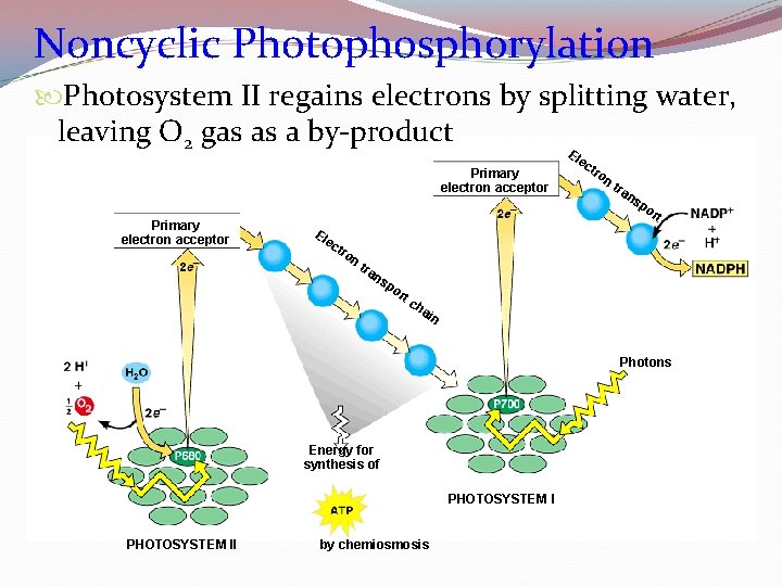 Noncyclic Photophosphorylation Photosystem II regains electrons by splitting water, leaving O 2 gas as