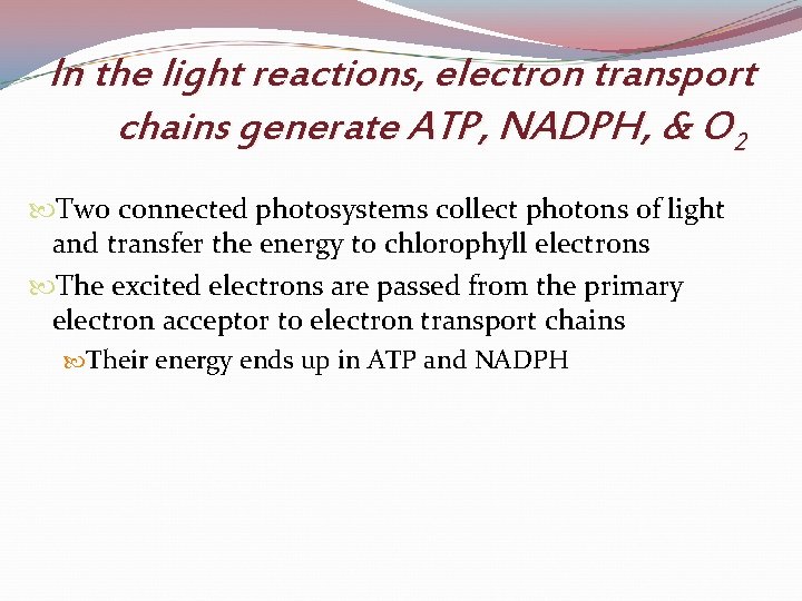 In the light reactions, electron transport chains generate ATP, NADPH, & O 2 Two