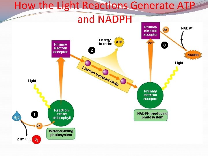 How the Light Reactions Generate ATP and NADPH Primary electron acceptor Energy to make