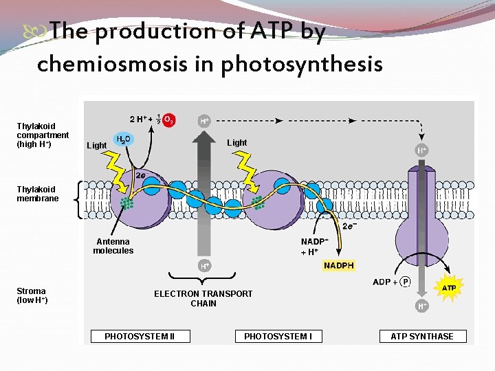  The production of ATP by chemiosmosis in photosynthesis Thylakoid compartment (high H+) Light