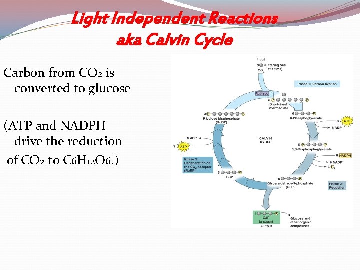 Light Independent Reactions aka Calvin Cycle Carbon from CO 2 is converted to glucose