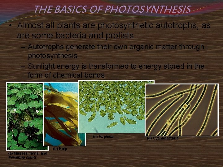 THE BASICS OF PHOTOSYNTHESIS • Almost all plants are photosynthetic autotrophs, as are some