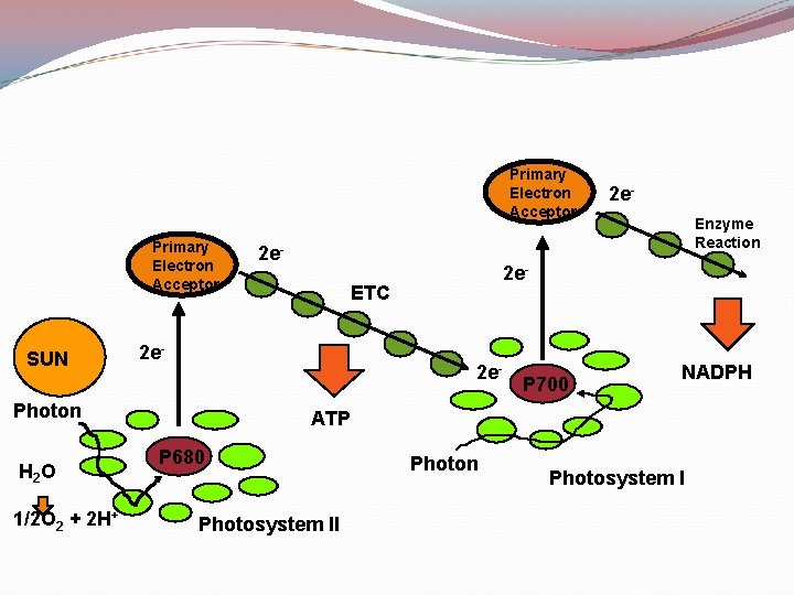 Primary Electron Acceptor SUN 1/2 O 2 + 2 H+ Enzyme Reaction 2 e-