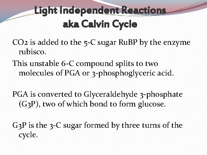 Light Independent Reactions aka Calvin Cycle CO 2 is added to the 5 -C