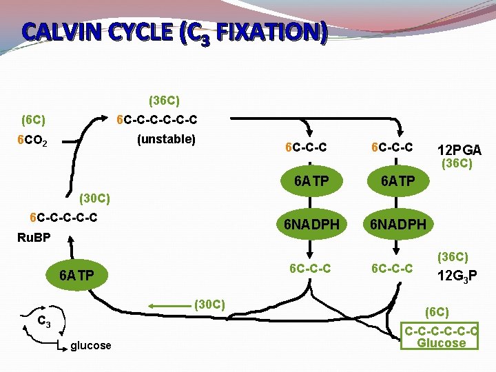 CALVIN CYCLE (C 3 FIXATION) (36 C) (6 C) 6 C-C-C-C 6 CO 2