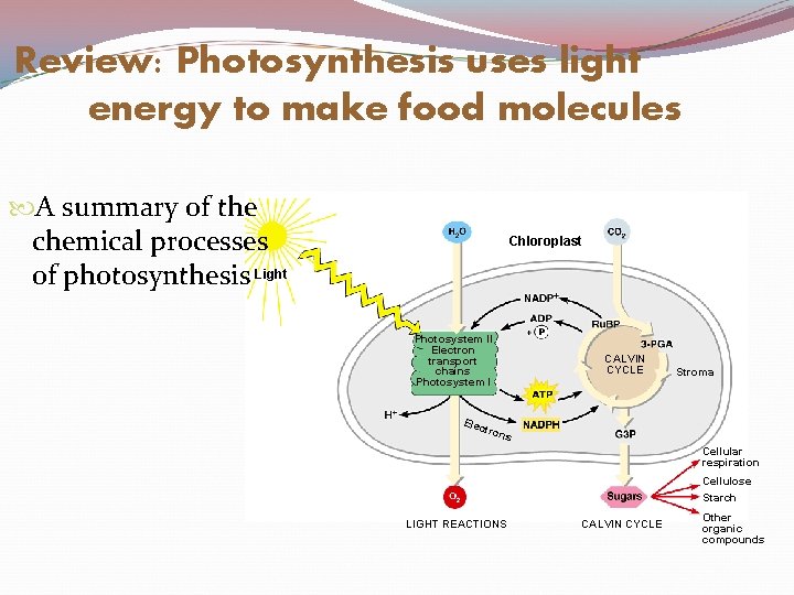 Review: Photosynthesis uses light energy to make food molecules A summary of the chemical