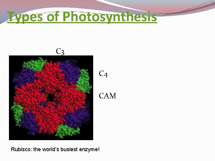 Types of Photosynthesis C 3 C 4 CAM Rubisco: the world’s busiest enzyme! 
