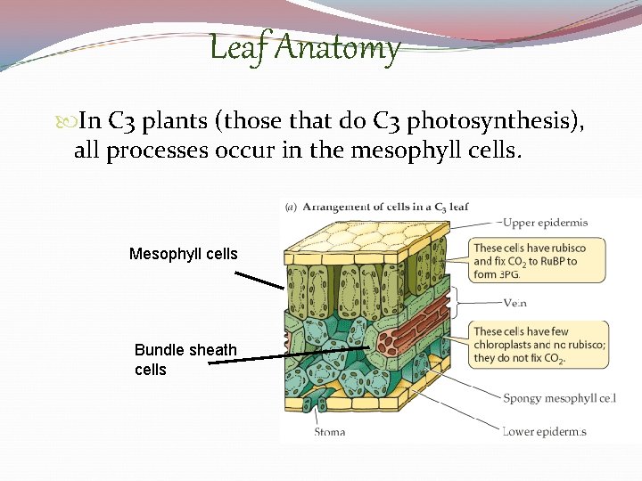 Leaf Anatomy In C 3 plants (those that do C 3 photosynthesis), all processes