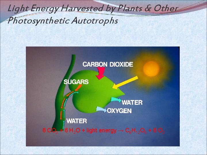 Light Energy Harvested by Plants & Other Photosynthetic Autotrophs 6 CO 2 + 6