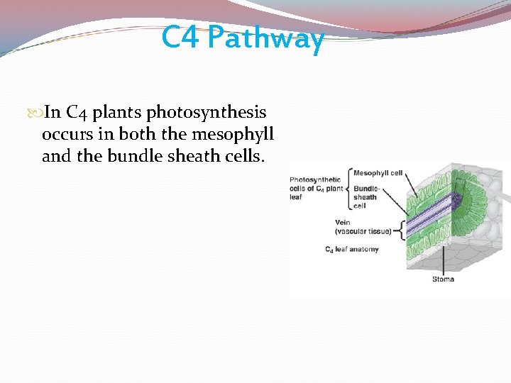 C 4 Pathway In C 4 plants photosynthesis occurs in both the mesophyll and