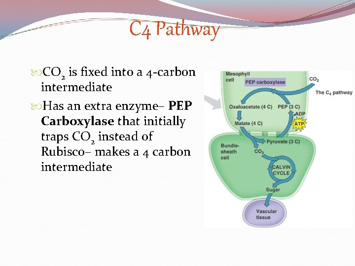 C 4 Pathway CO 2 is fixed into a 4 -carbon intermediate Has an