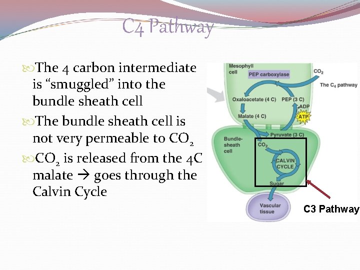 C 4 Pathway The 4 carbon intermediate is “smuggled” into the bundle sheath cell