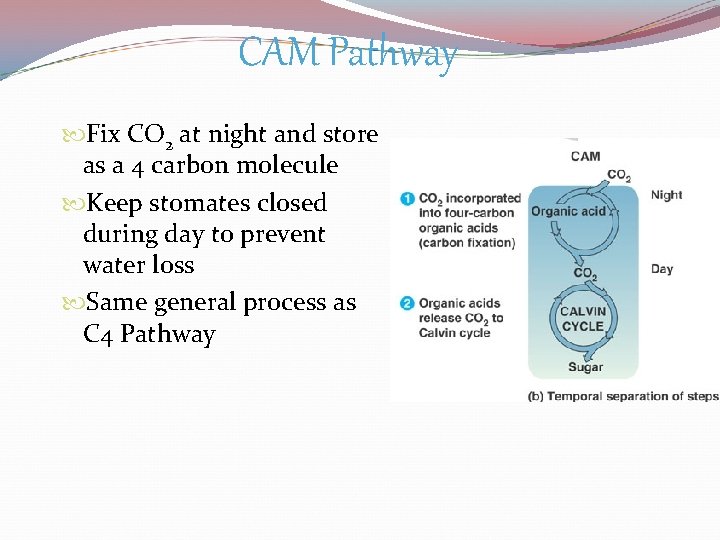 CAM Pathway Fix CO 2 at night and store as a 4 carbon molecule