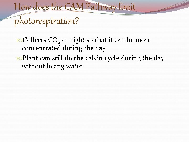 How does the CAM Pathway limit photorespiration? Collects CO 2 at night so that