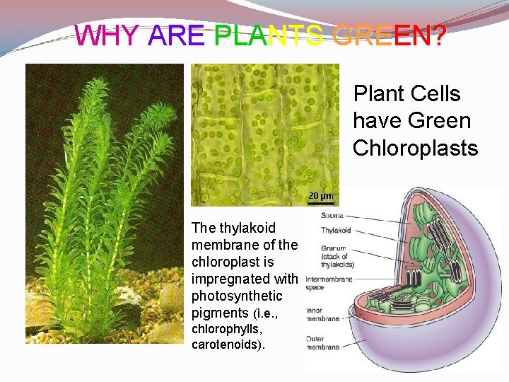WHY ARE PLANTS GREEN? Plant Cells have Green Chloroplasts The thylakoid membrane of the