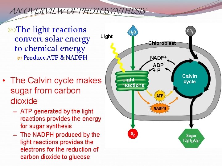 AN OVERVIEW OF PHOTOSYNTHESIS The light reactions convert solar energy to chemical energy Light