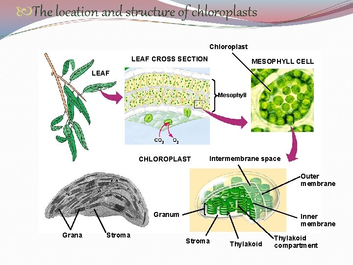  The location and structure of chloroplasts Chloroplast LEAF CROSS SECTION MESOPHYLL CELL LEAF