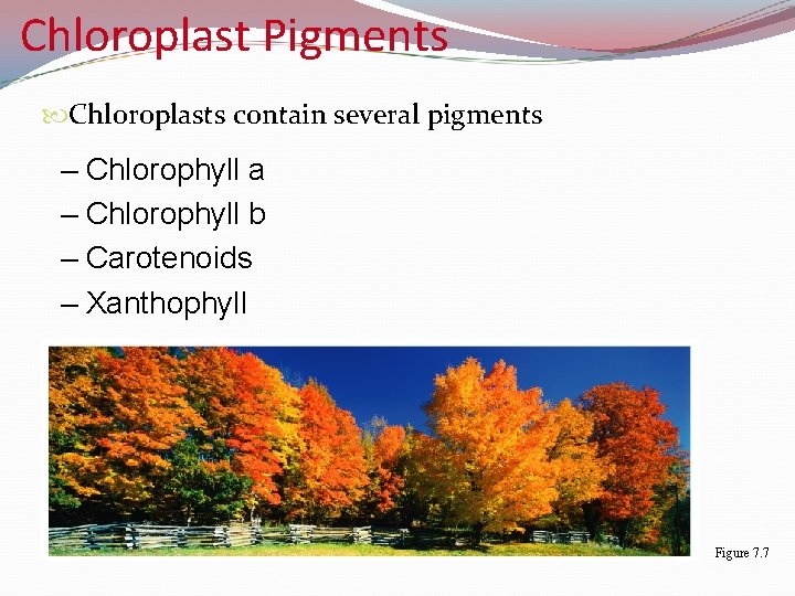 Chloroplast Pigments Chloroplasts contain several pigments – Chlorophyll a – Chlorophyll b – Carotenoids