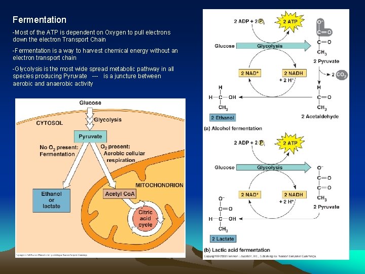 Fermentation -Most of the ATP is dependent on Oxygen to pull electrons down the