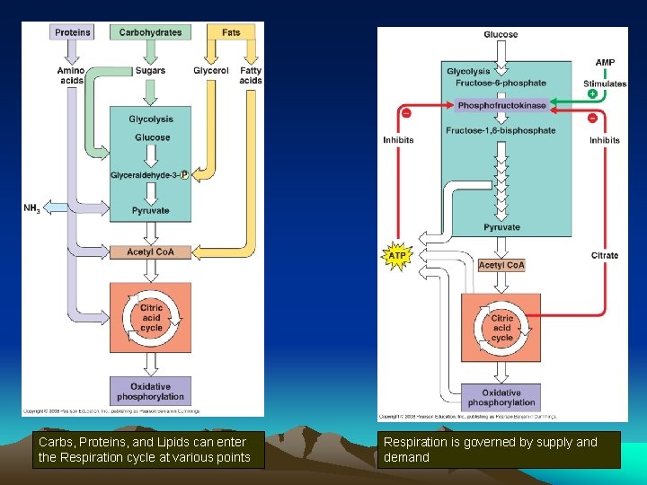 Carbs, Proteins, and Lipids can enter the Respiration cycle at various points Respiration is