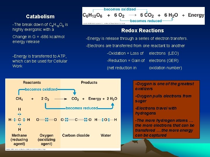 Catabolism -The break down of C 6 H 12 O 6 is highly exergonic