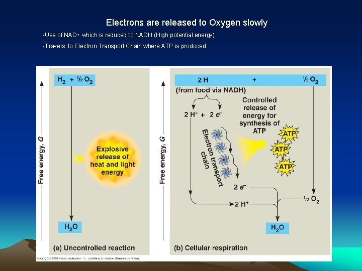 Electrons are released to Oxygen slowly -Use of NAD+ which is reduced to NADH