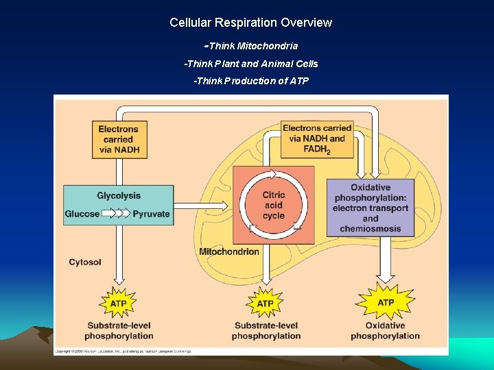 Cellular Respiration Overview -Think Mitochondria -Think Plant and Animal Cells -Think Production of ATP