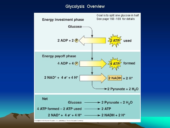 Glycolysis Overview Goal is to split one glucose in half See page 168 -169