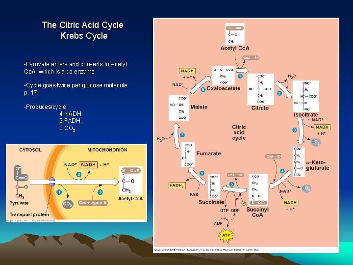 The Citric Acid Cycle Krebs Cycle -Pyruvate enters and converts to Acetyl Co. A,