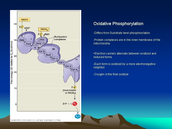 Oxidative Phosphorylation -Differs from Substrate level phosphorylation -Protein complexes are in the inner membrane