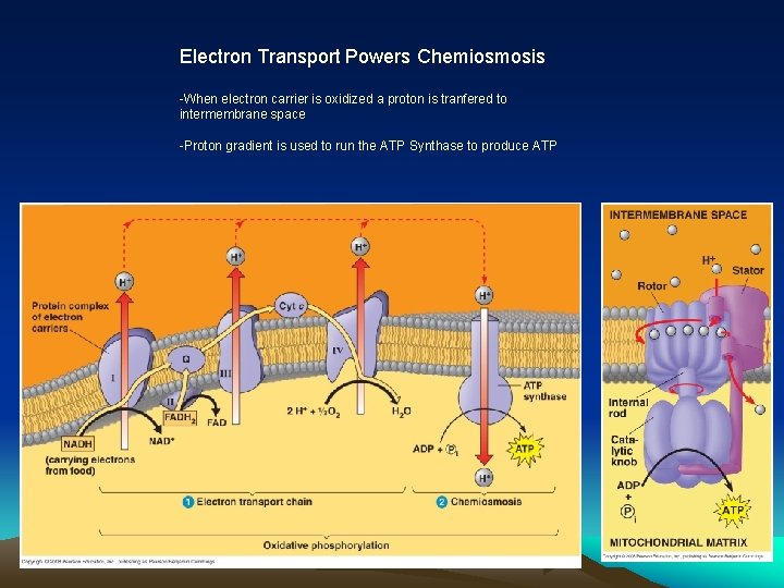 Electron Transport Powers Chemiosmosis -When electron carrier is oxidized a proton is tranfered to