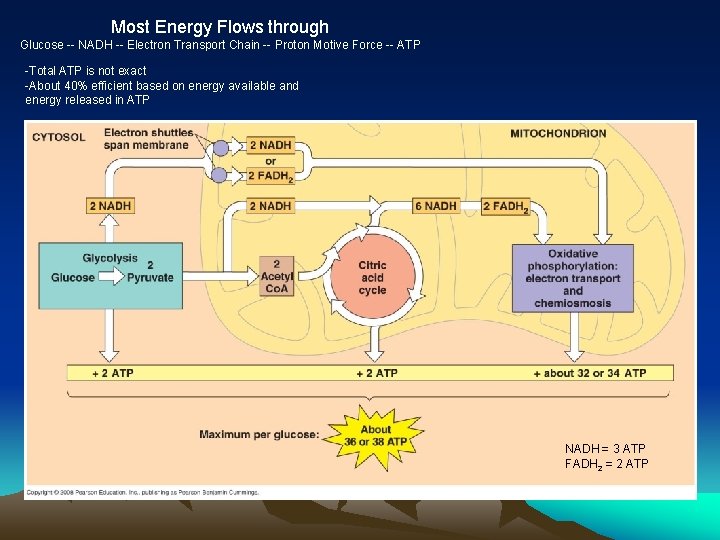 Most Energy Flows through Glucose -- NADH -- Electron Transport Chain -- Proton Motive